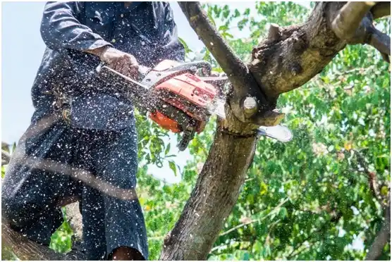 tree services Blanchard